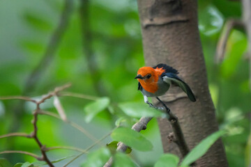 A male scarlet headed flowerpecker dicaeum trochileum searching for food on the tree with bokeh background 