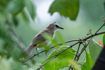 A yellow vented bulbul Pycnonotus goiavier searching for food on a starfruit tree branch with bokeh background 