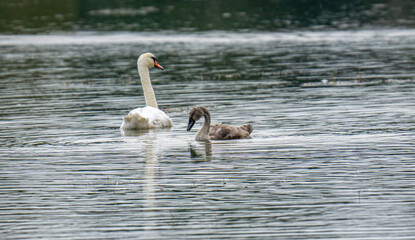 Łabędź z brzydkim kaczątkiem  © aleksandra