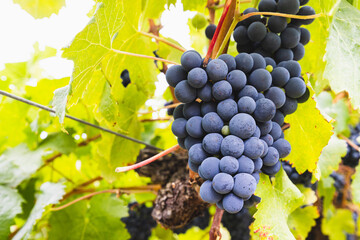 Yarra Valley Grape Vines in Australia