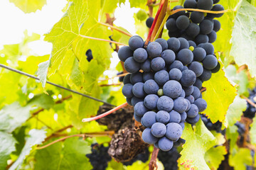 Fototapeta premium Yarra Valley Grape Vines in Australia