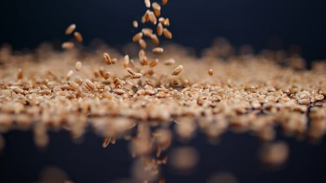 Fall grains of wheat close up, on a black reflective background. Shot in slow motion.