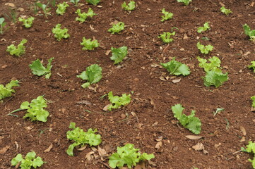 horta com saladas 