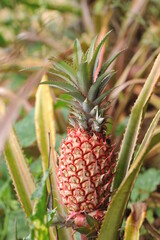 abacaxi fruta  tropical 