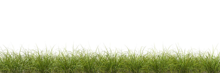 Fototapeta premium Meadow green grass row horizontal cut backgrounds 3d rendering png