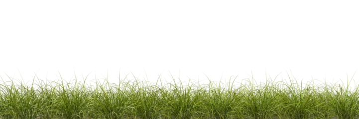 Foto op Plexiglas Meadow green grass row horizontal cut backgrounds 3d rendering png © Krit