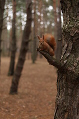 squirrel on a tree