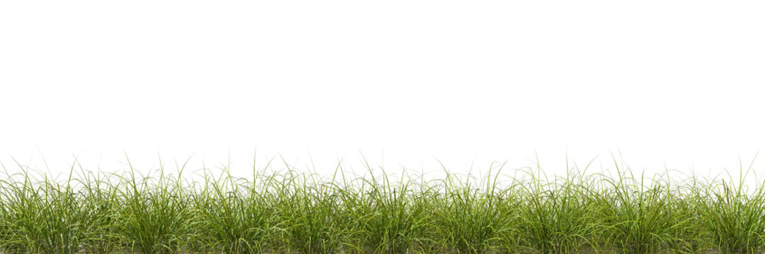 Meadow green grass row horizontal cut backgrounds 3d rendering png