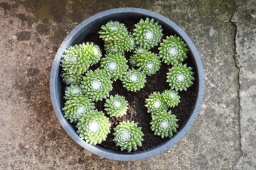 Cobweb Houseleeks growing in the pot. Sempervivum Arachnoideum succulent.s  