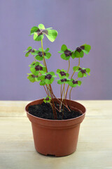 Four-leaf clovers (Oxalis tetraphylla) plant in the pot