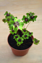 Four-leaf clovers (Oxalis tetraphylla) plant in the pot, selective focus.