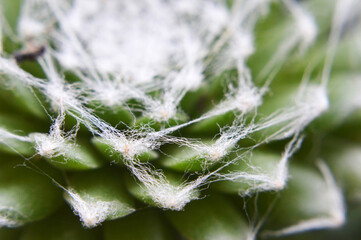Cobweb Houseleek macro image. Sempervivum Arachnoideum succulent.  