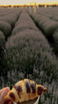 Beautiful lavender field sunset landscape. Mayfair lavender at sunrise
