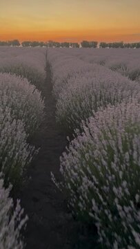 Blooming lavender in a field at sunset in Provence. Mayfair lavender