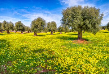 Plantation with many old olive trees and yellow blossoming meadow.
