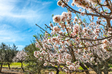 Beautiful white almond flowers on almond tree branch in spring Italian garden, Sicilia.