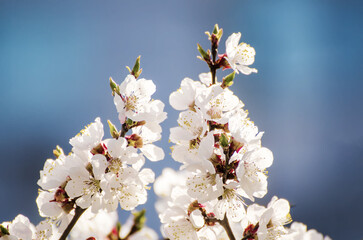 Apricot tree blossoms
