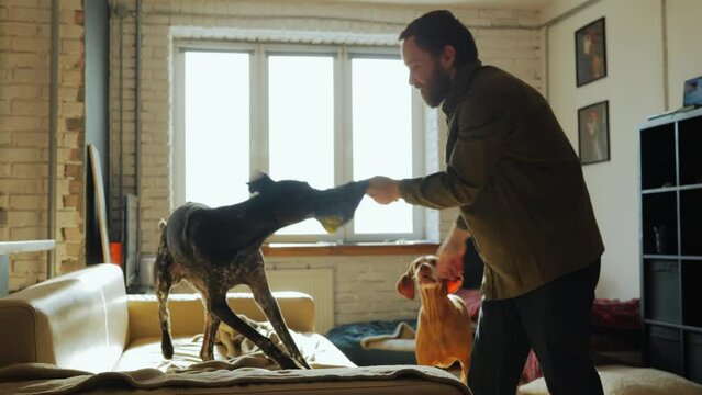 A bearded millennial man is playing at home with dogs that he took from a pet shelter. The dog gnaws the toy at home and takes it away from its owner. Big dogs in a small apartment. High quality 4k
