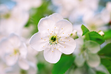 Cherry spring flowers