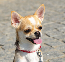 dog head closeup very expressive chihuahua breed