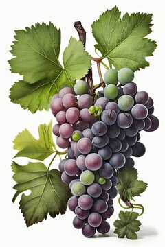 A bunch of grapes photoreal illustration on white background can easily be isolated generative ai	