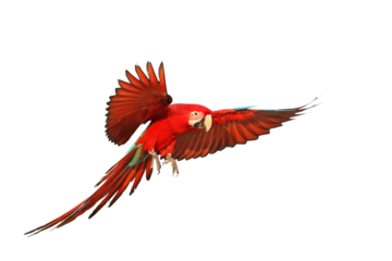Colorful flying parrot isolated on transparent background.