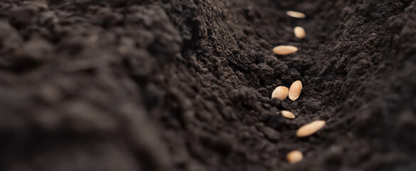 Time sowing season. Sowing seeds row. Planting seeds soil ground earth garden soil farm garden...