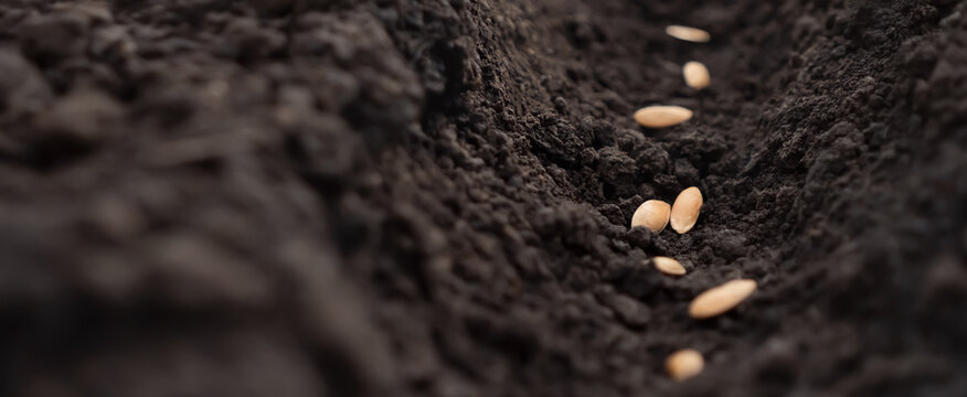 Time sowing season. Sowing seeds row. Planting seeds soil ground earth garden soil farm garden ground. Fertile soil. Seedbed. Agriculture planting vegetable seeding dirt. Organic banner. Fertile land