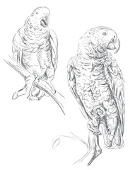 Gray Parrot Bird Nature Ink Drawing