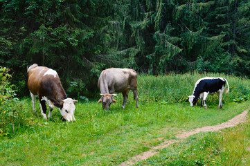 Cows and bull graze in a meadow. Dense coniferous forest in the background.