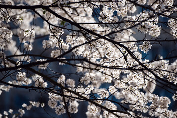 Obraz premium Apricot tree blossoms