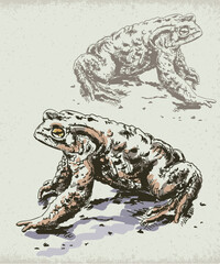 Toad Amphibian Nature Ink Sketch Isolated