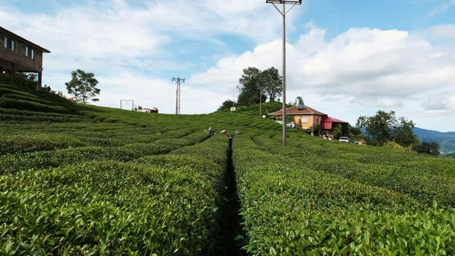 View of Green Tea field in Rize. 4K Footage in Turkey