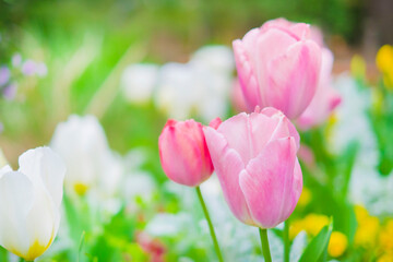 ピンクと白のチューリップ