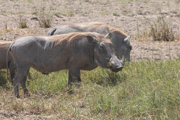 A wild warthog takes a break from grazing.