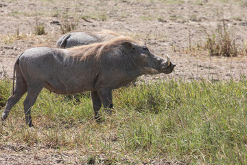 Fototapeta premium A wild warthog takes a break from grazing.