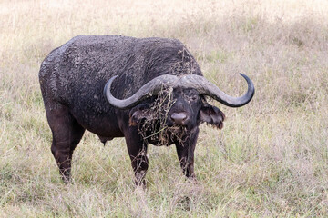 Obraz premium A dangerous Cape buffalo on the Savannah plains of Serengeti.