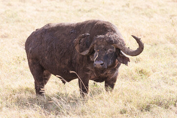 A dangerous Cape buffalo on the Savannah plains of Serengeti.