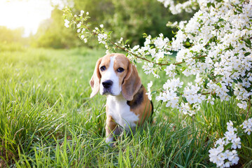 A beagle dog in the park near a blooming apple tree. Spring background. 