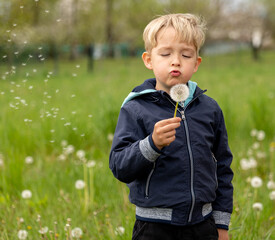 little child blowing dandelion