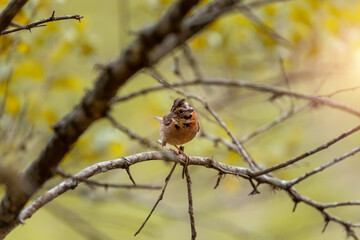 Bird on a branch