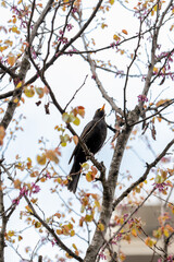 A bird sits on a blooming tree in spring