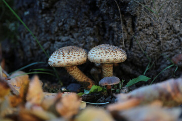 Pilze am Waldboden im Herbst