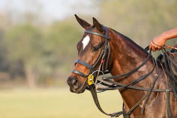 Fototapeta premium polo horse