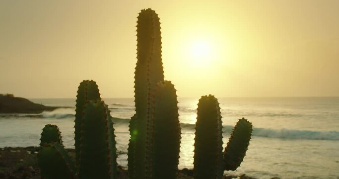 Prickly cactus bush growth on ocean beach. Sunset golden sky light background. Calima windy weather on Tenerife Island.