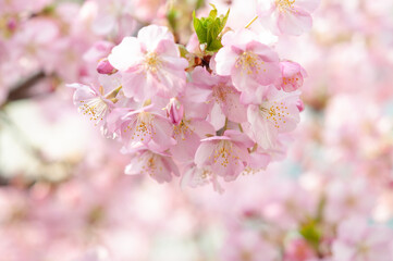 満開の桜の花　河津桜　日本の春