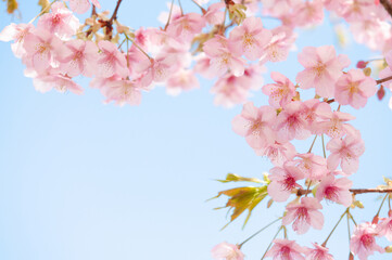 満開の桜の花　背景に青空　河津桜　日本の春