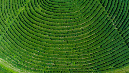 agricultural area of green tea plantation on the mountain north of chiang rai thailand aerial view...