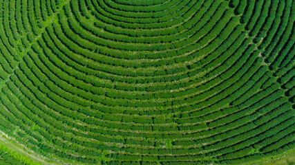 agricultural area of green tea plantation on the mountain north of chiang rai thailand aerial view from drone