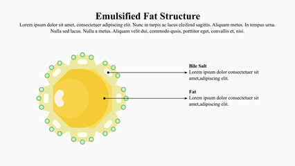 Flat style illustration of emulsified fat structure. - obrazy, fototapety, plakaty